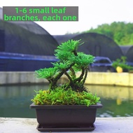 forsso | Drought-resistant Resurrection Fern Bonsai Plant