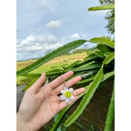 Daisy Flower