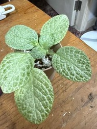 盆栽植物-Episcia 'Tropical Topaz' 的喜 蔭花品種（已有二個花苞）