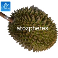 Buah / daging durian Musang King utuh / kupas segar pilihan fresh