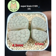 Ready Stock Lithops/180926/C189 Super brain wrinkled red vein C189 超级脑荒玉