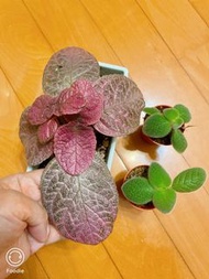 喜蔭花Thai silk 1 藍天堂2 $100 不連盆