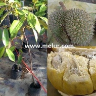 Anak Pokok Durian Tangkai Panjang D158 (Kahwin) Anak Pokok Tanaman Benih Garden Seed Seeds