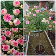 กุหลาบ-ทรีโรสมินิอีเดน Tree Rose Mini Eden  กุหลาบพุ่มเตี้ย ดอกเยอะ ให้ดอกเป็นช่อ  สวย ทน ดูแลง่าย