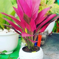 TANAMAN HIAS HANJUANG PINK - ANDONG PINK