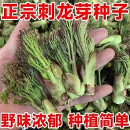 Hot-selling Instant Thorn Dragon Sprout Seed Northeast Thorn Dragon Bud Seed Thorn Old Sprout Mounta