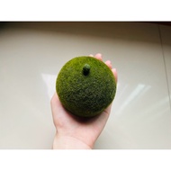 Giant Japanese Marimo 6-6.5cm.