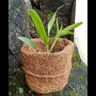 Terlaris!!!pot bonsai,anggrek,dendro,vanda,bulan mini uu