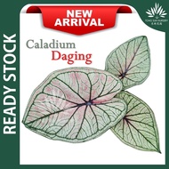☦TSN Caladium Daging Caladium Keladi Daging 彩叶芋 Pokok Keladi Pokok Hiasan Bunga Hiasan Pokok Hiasan Dalam Rumah Plant
