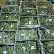 25 New Drying Timothy Hay Rabbit Chinchilla Guinea Pig Feed Guinea Pig Pasture Timothy Northwest Gra