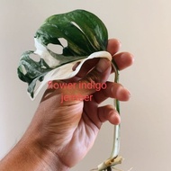 monstera bonggol janda bolong varigata