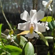 anggrek mini dendrobium odoratum sp