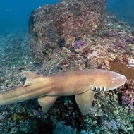 ikan hias air laut - sand shark