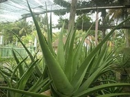 COD Bibit Tanaman Pohon Lidah Buaya JUMBO Kualitas Unggul Terlaris