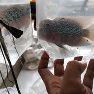 bibit ikan louhan srd, srm, cenchu size 2-3 jari di jamin jenong