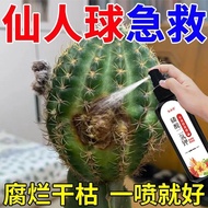 Cactus Nutrition Liquid Special Fertilizer Potted Plant Cactus Liquid Fertilizer Anti-Rotten Ball So