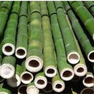 Buluh Batang Besar Belum Dibelah / Buluh Pancang Tiang Pokok Dan Pagar Bamboo decorative fence POLE 