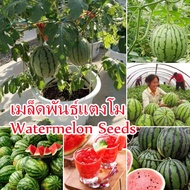 ปลูกง่าย ปลูกได้ทั่วไทย ของแท้ 100% 30pcs เมล็ดพันธุ์แตงโม Watermelon Seeds Sweet and Delicious Bonsai Fruit Seed