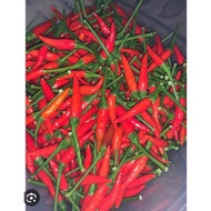♥️60 PCS BIJI BENIH CILI API SAKATA F1 HYBRID 508 PEDAS.(TIADA COD )♥️