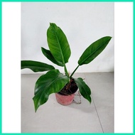 ▧ ◫ Green Orlando Philodendron