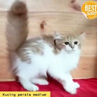 Kucing Persia Medium Kitten Persia Medium Jinak Siap Adopsi