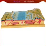 MagiDeal Scientific Geology School Teaching Aids - Plate Tectonics Model Display Kit