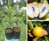 Bibit Pohon Buah Abiu Jumbo Manis atau Sawo Australia