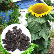 MONGOLIAN GIANT SUNFLOWER SEED(VERY LIMITED)