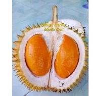 POKOK DURIAN BUNGA MERAH MANIK URAI (BBMU)