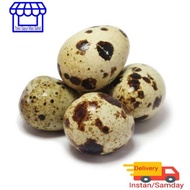 Telur Puyuh Telur Burung Puyuh 250 Gram