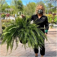UV Resistant Lifelike Artificial Boston Fern - 2024 New Faux Boston Ferns Outdoor Planter Large Real