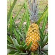 10 benih Nenas nanas YANKEE & JOSEPHINE PINEAPPLE sulur saiz 20-30 cm