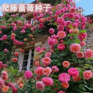 Hot-selling Fast Shipping Rose Flower Seeds Big Flower Rose Climbing Vines Rose Seeds Four Seasons C