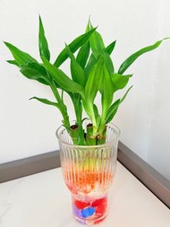 💧水培 富貴竹🌴【富貴竹是一種長青植物，寓意富貴吉祥，既美觀又方便打理，具有風水作用，象徵開運，安然，適合擺放室內或辦公室，植物(4支)連圖中透明水培瓶，實拍如圖】