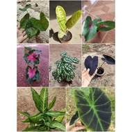 Pokok Keladi /sygonium / orkid /alocasia ( pokok hidup )