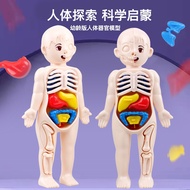 Model toys of human body parts, medical toys