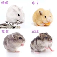 Hamster ungu berjalur tiga, hamster rubah perak, hamster rubah emas, hamster teh susu, hamster tua, 