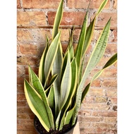 🔥Rare🔥 Sansevieria Trifasciata Laurentii Silver