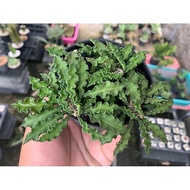Euphorbia decaryi Guillaumin var. Spiriticha)