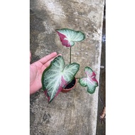 [ keladi ] caladium shycool 🌱