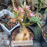 bonsai kamboja/adenium bunga triple
