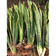 Uprooted Snake Plant 2- 3 Leaves (Sansevieria Trifasciata) (Indoor Plant, Real Plant, Live Plant) Pl