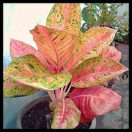 Promo Tanaman Aglonema Big Roy Dewasa Aglonema Bigroy 4 - 8 Daun Good