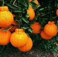 COD Bibit Tanaman Buah Jeruk Dekopon raja jeruk Okulasi cepat berbuah