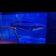 Ikan Gabus Toman 81-83cm