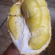 Durian Montong Palu Premium Utuh
