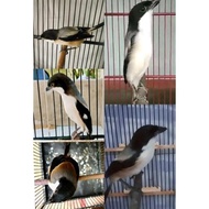 ~Ready Stock~ burung pentet blangkon Madura asli pulau sapudi burung cendet Voer total Rawatan Burua