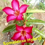 15 seeds/pack - adenium seeds * biji adenium ID: SOMALENSE HYBRID