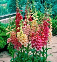 Foxglove seed free bell refers to top flower flower seed balcony potted flower plant outdoor plant s