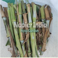 Keratan benih Rumput Napier India 1kg